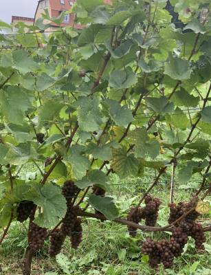 Glühwein im Stadtweingarten